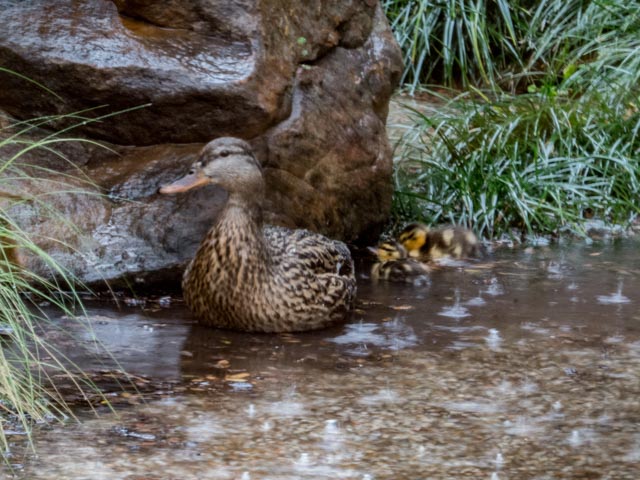 Ducks_64_SBH_160417