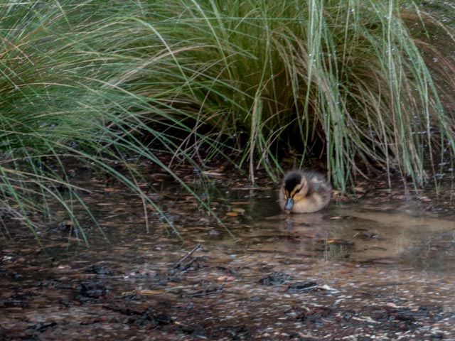 Ducks_65_SBH_160417