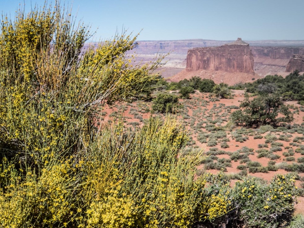 Desert in Bloom_1_160512