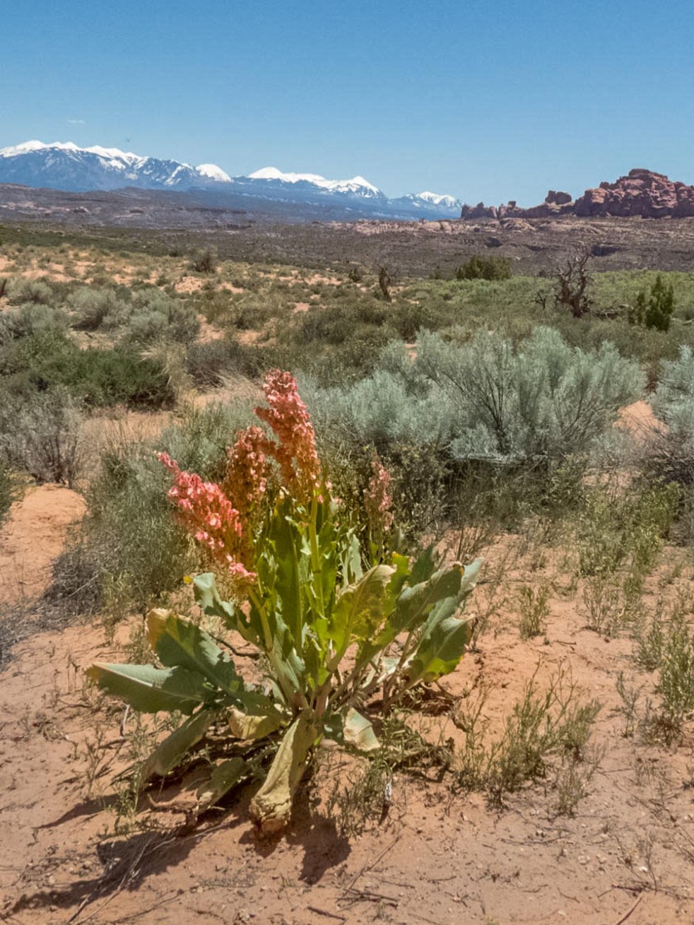 Desert in Bloom_2_160512