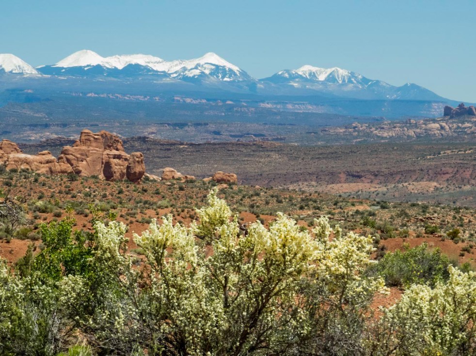 Desert in Bloom_4_160512
