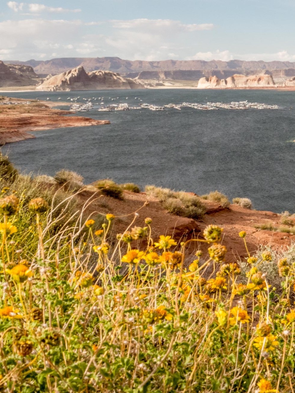 Desert in Bloom_7_160514