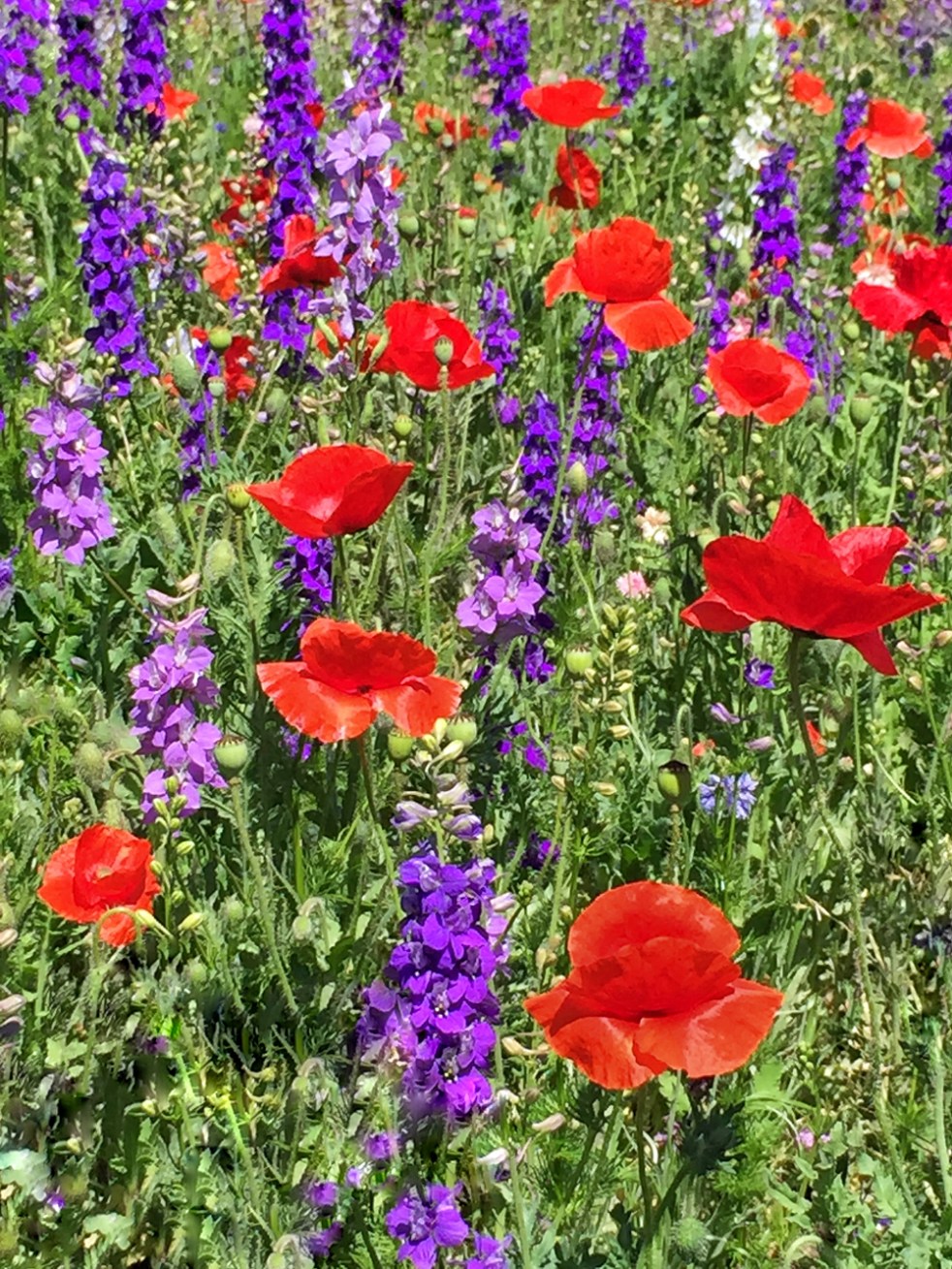 Richardsonlibrary-3-2