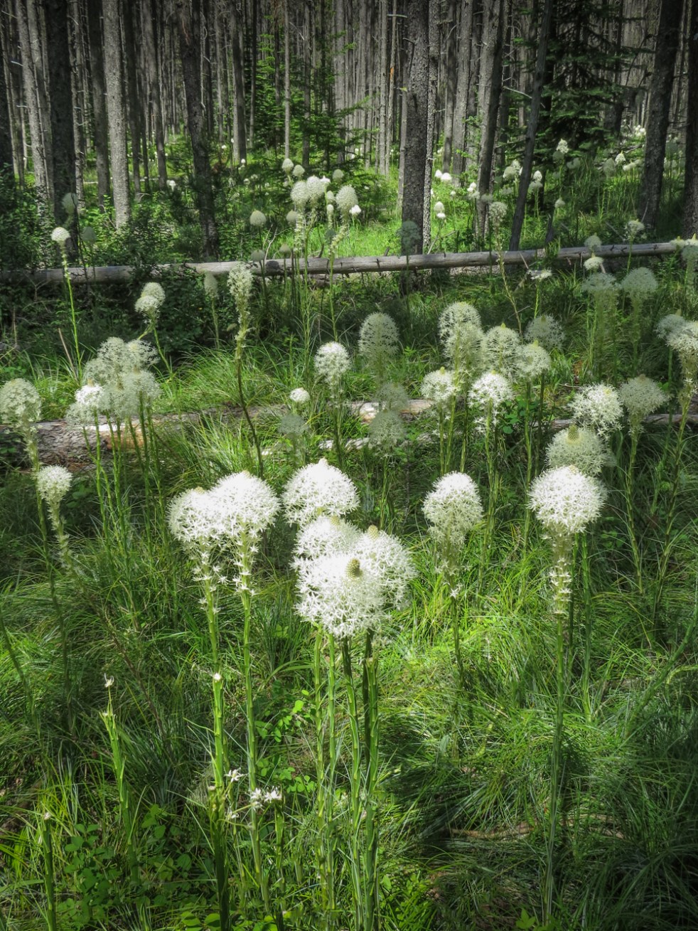 June 12, 2017_688_170612