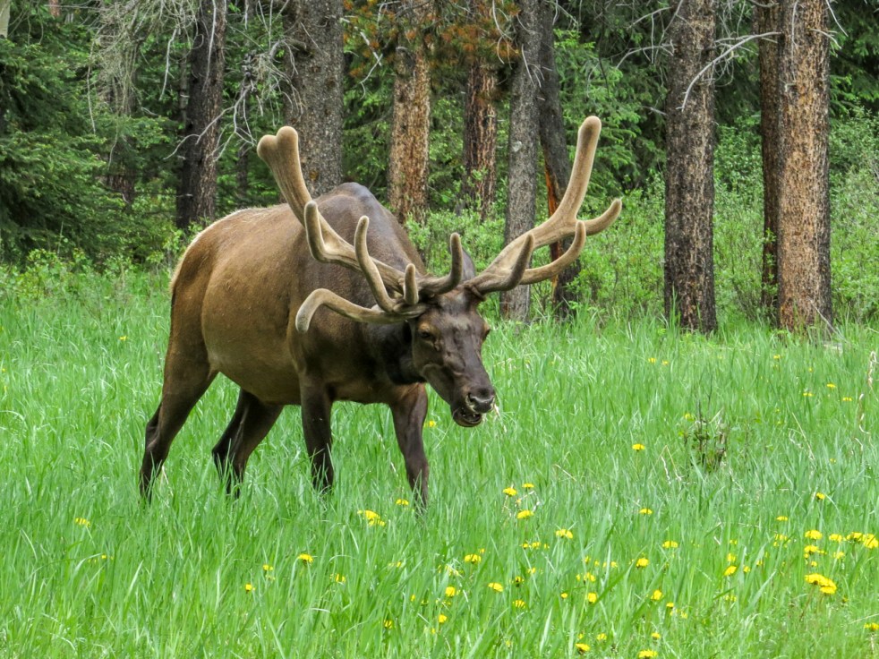 Lake Louise to Jasper-10