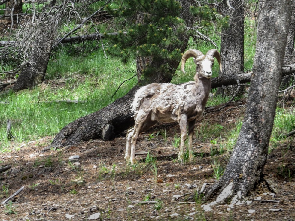 Lake Louise to Jasper-3