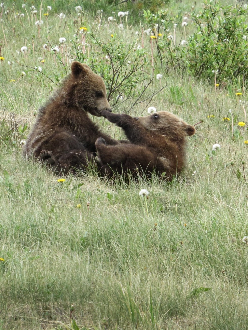 Lake Louise to Jasper-44
