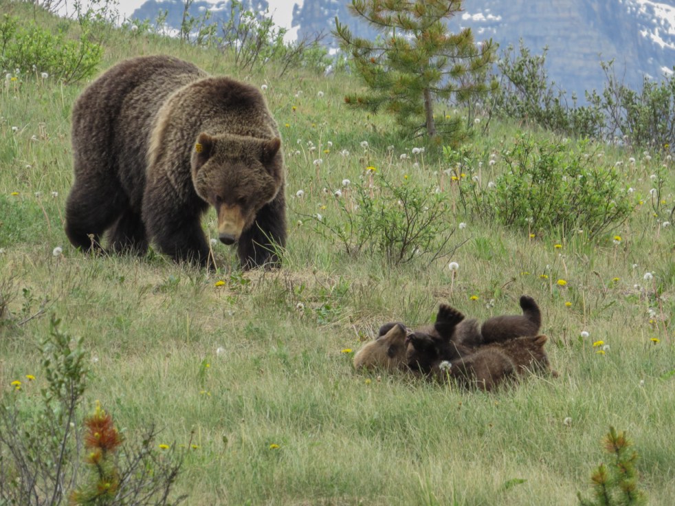 Lake Louise to Jasper-46