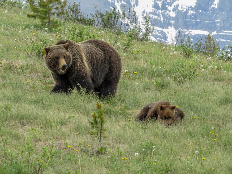 Lake Louise to Jasper-48