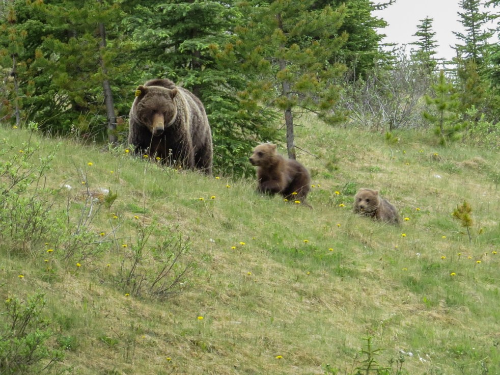Lake Louise to Jasper-50