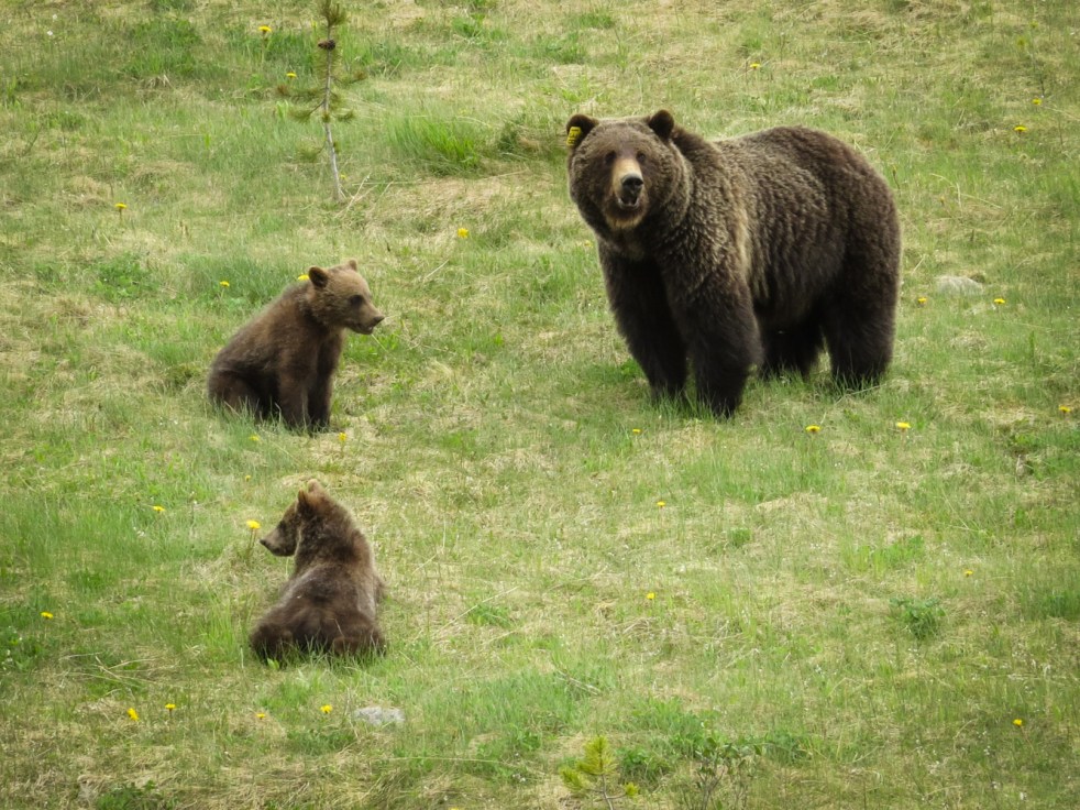 Lake Louise to Jasper-59