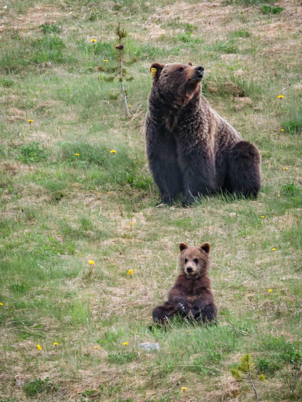 Lake Louise to Jasper-61