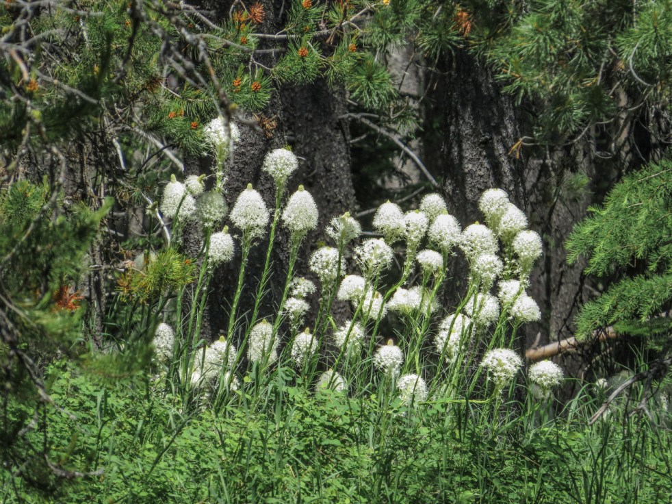 West Glacier to Whitefish-45