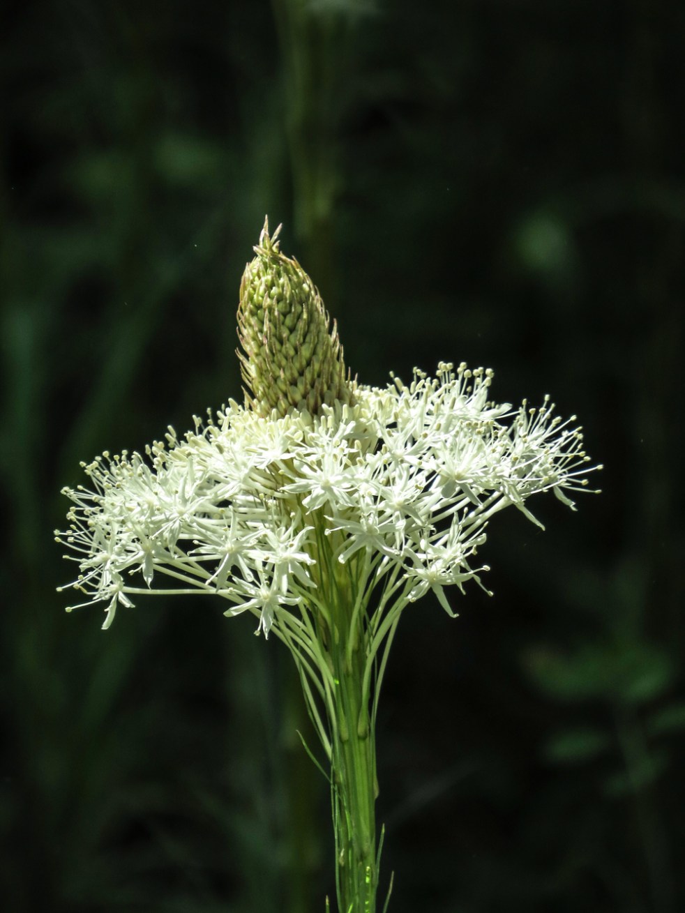 West Glacier to Whitefish-53