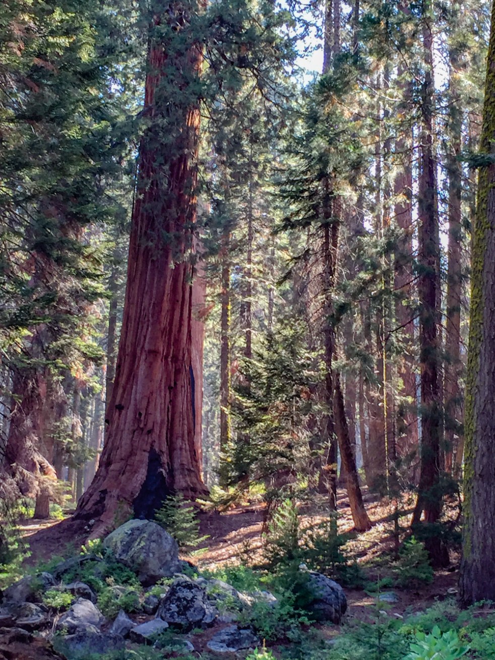 Sequoia-14