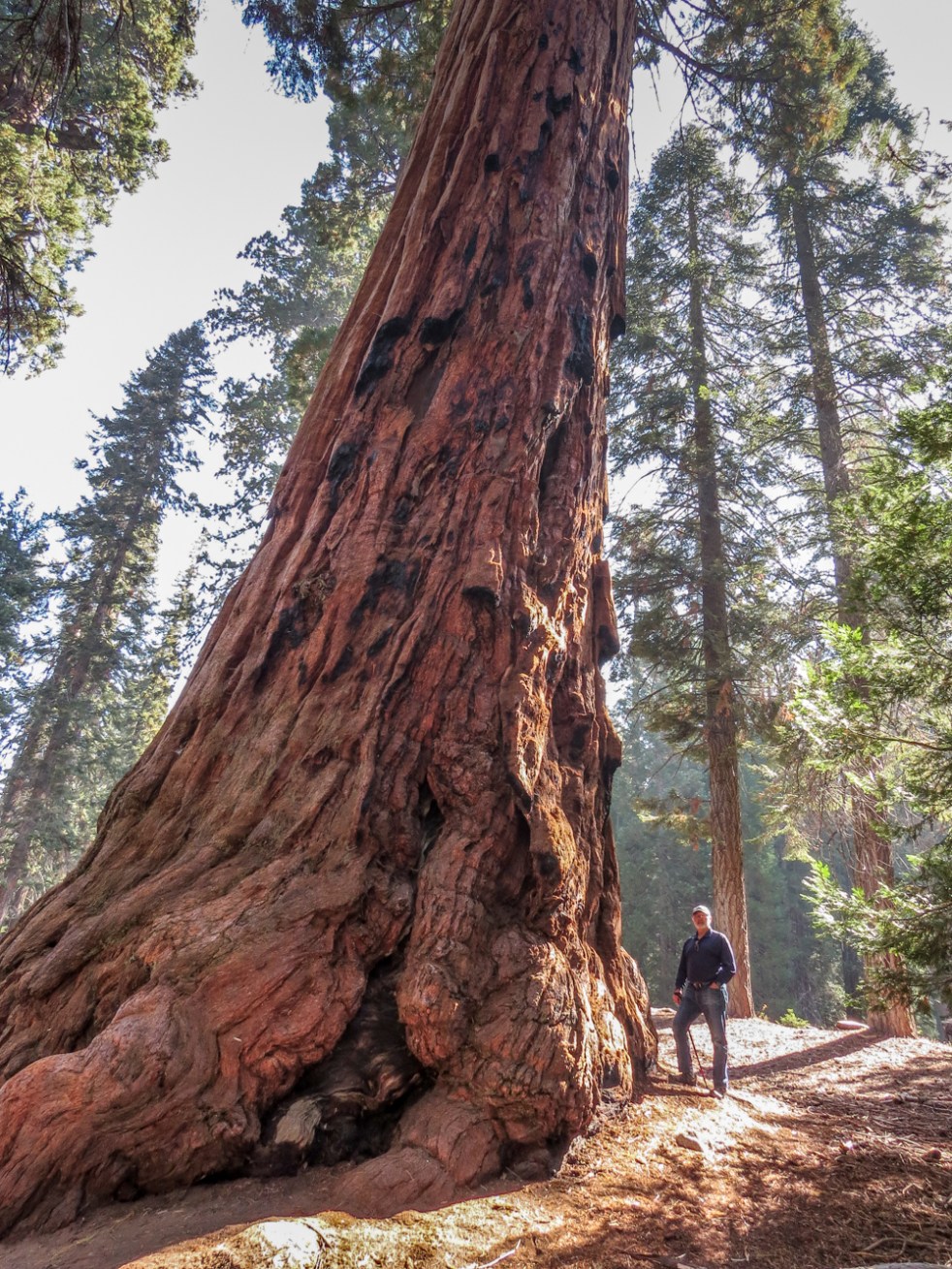 Sequoia-74