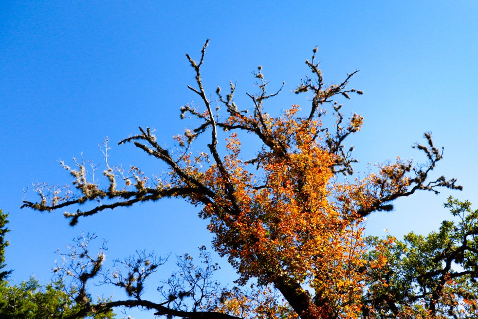 Frederiksburg2018-51